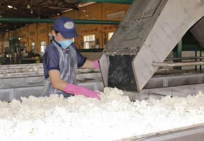 Nguy cơ thiếu hụt cao su toàn cầu trong năm 2025