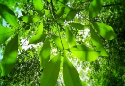 Doanh nghiệp khai thác cao su hưởng lợi từ giá tăng vọt 