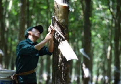 Tổng Công ty Cao su Đồng Nai tạo thu nhập ổn định cho gần 4.000 người lao động