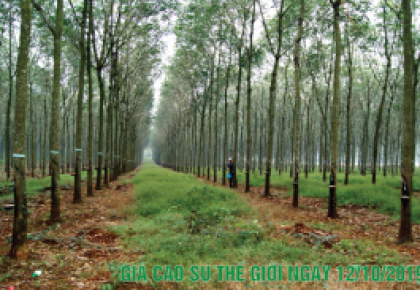 12-10-2019 - Cập nhật giá Cao su Thế giới