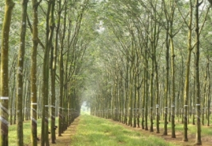 Tổng công ty cao su Đồng Nai: Tiên phong xây dựng hệ thống truy xuất nguồn gốc tuân thủ EUDR